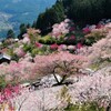 花桃の里