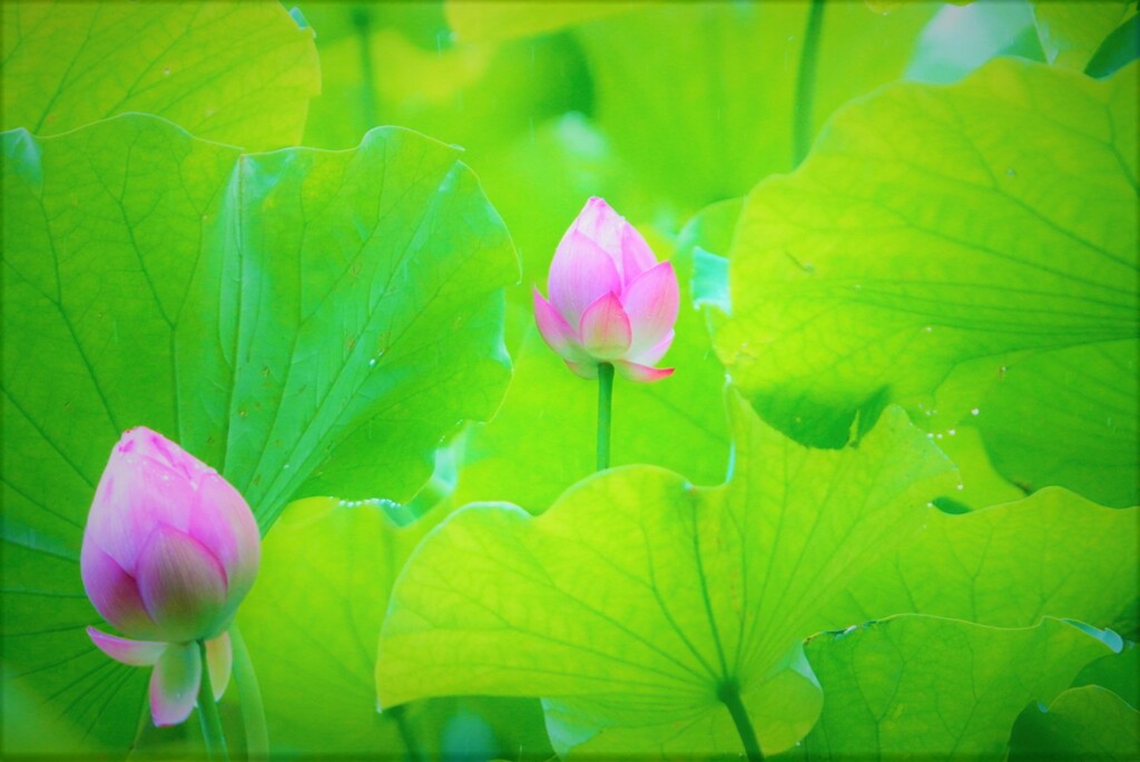 浄瑠璃寺の蓮3