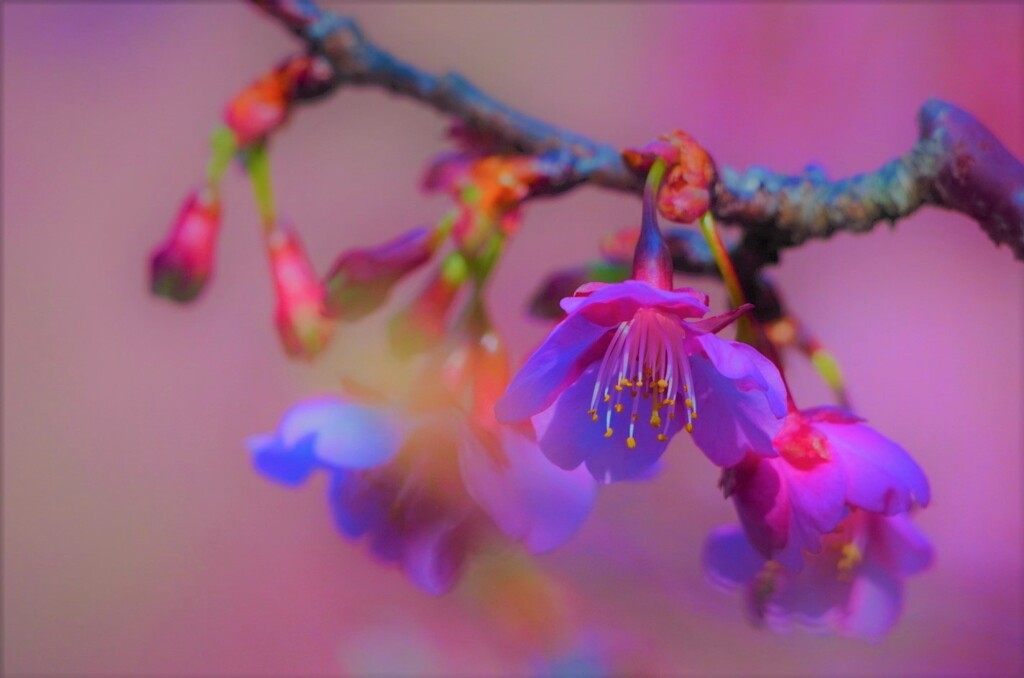 河津桜