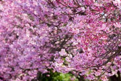 南楽園の椿寒桜