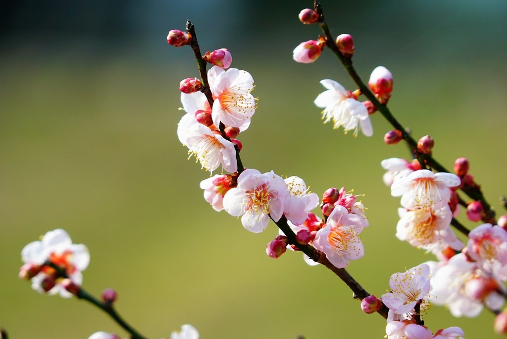 南楽園の梅開花しました