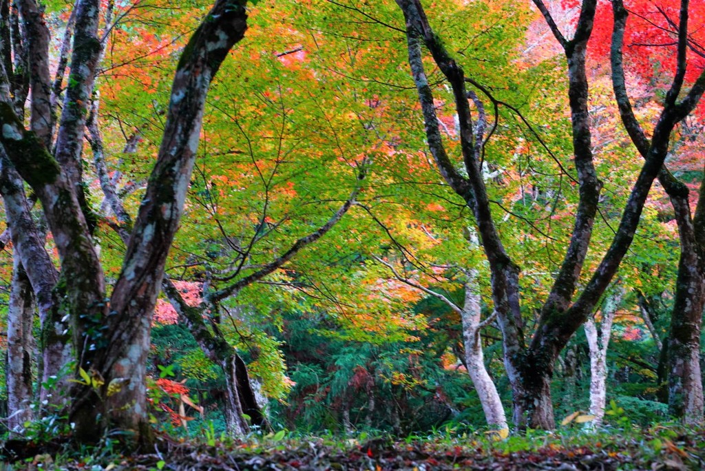 大洲稲荷山公園