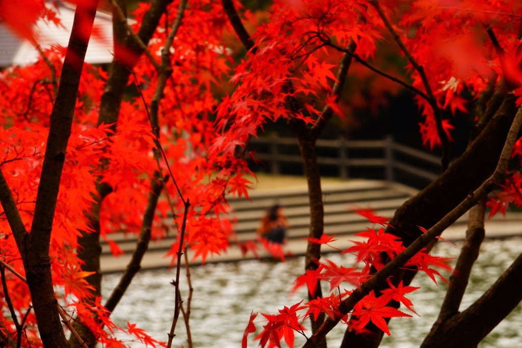 砥部町通谷池紅葉4