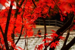 砥部町通谷池紅葉4
