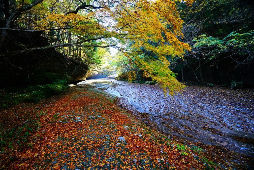 滑川渓谷落葉