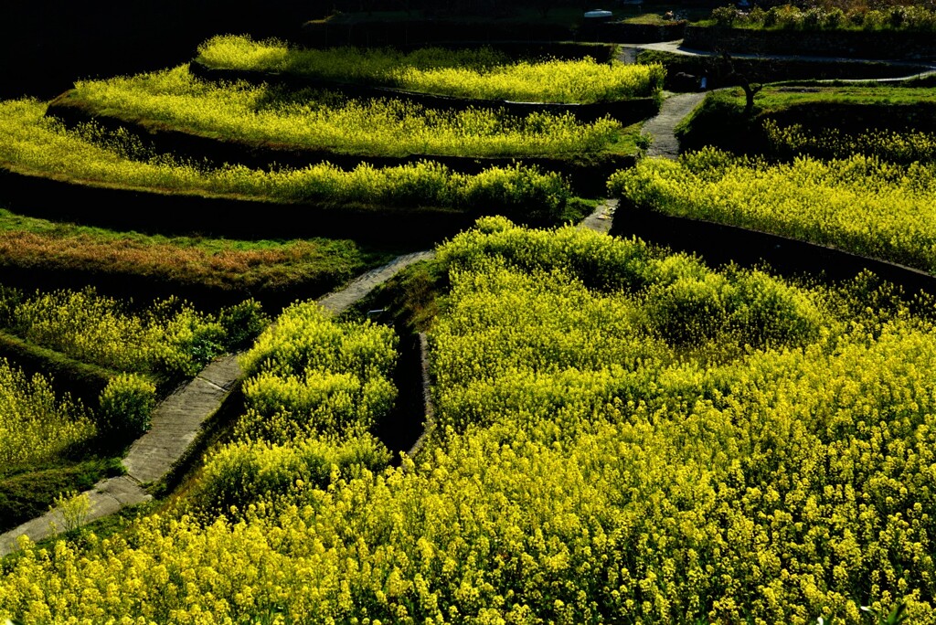 棚田の菜の花