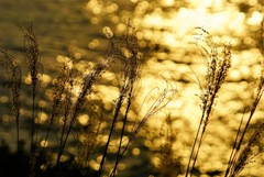 琥珀色に輝く瀬戸内海