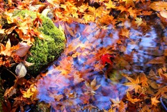 紅葉の絨毯