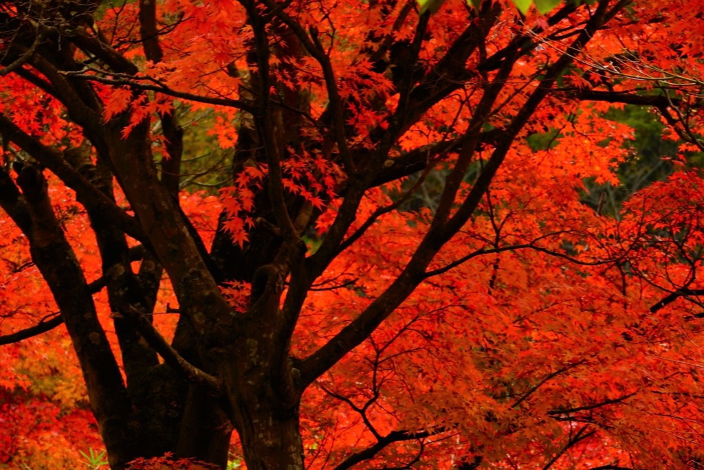 砥部町通谷池紅葉2