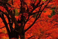 砥部町通谷池紅葉2