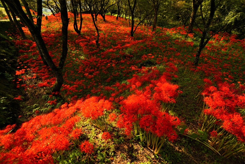 窪野彼岸花4