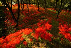 窪野彼岸花4