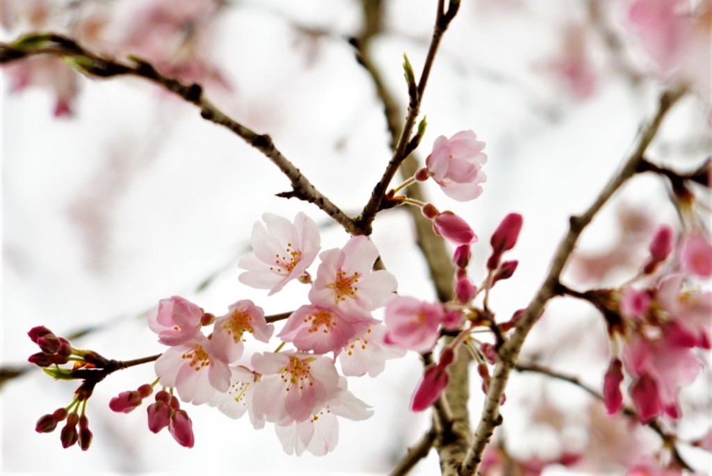 内子枝垂れ桜