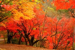 砥部町通谷池紅葉
