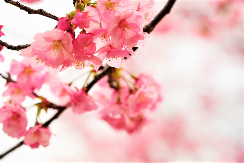 陽光桜