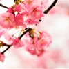 陽光桜