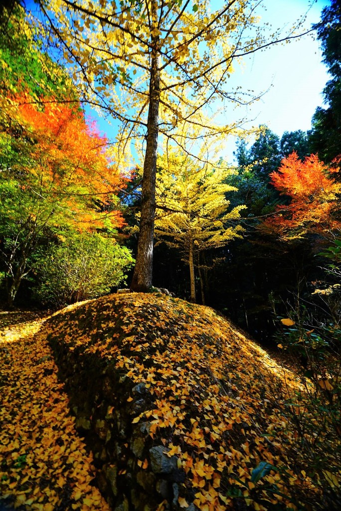 桂川渓谷のイチョウ