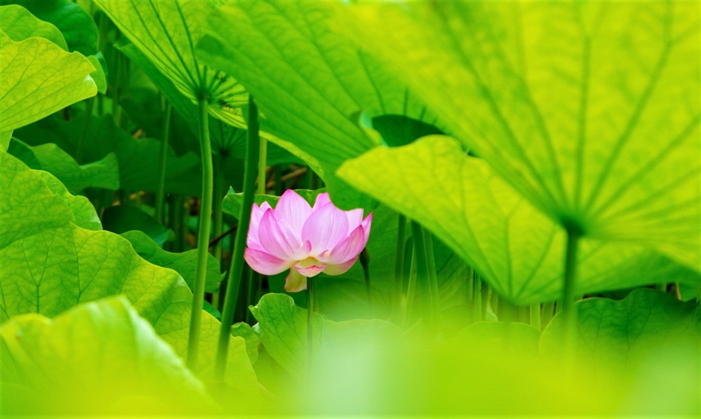 一花多果の徳