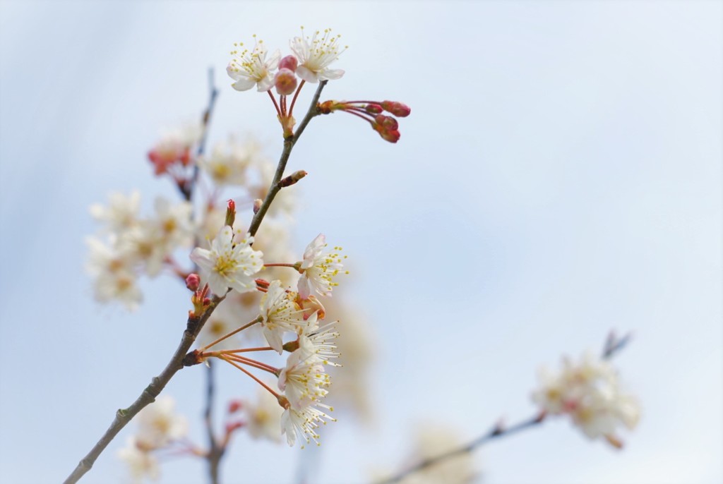 名前のわからぬ桜