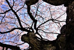 内子町枝垂れ桜