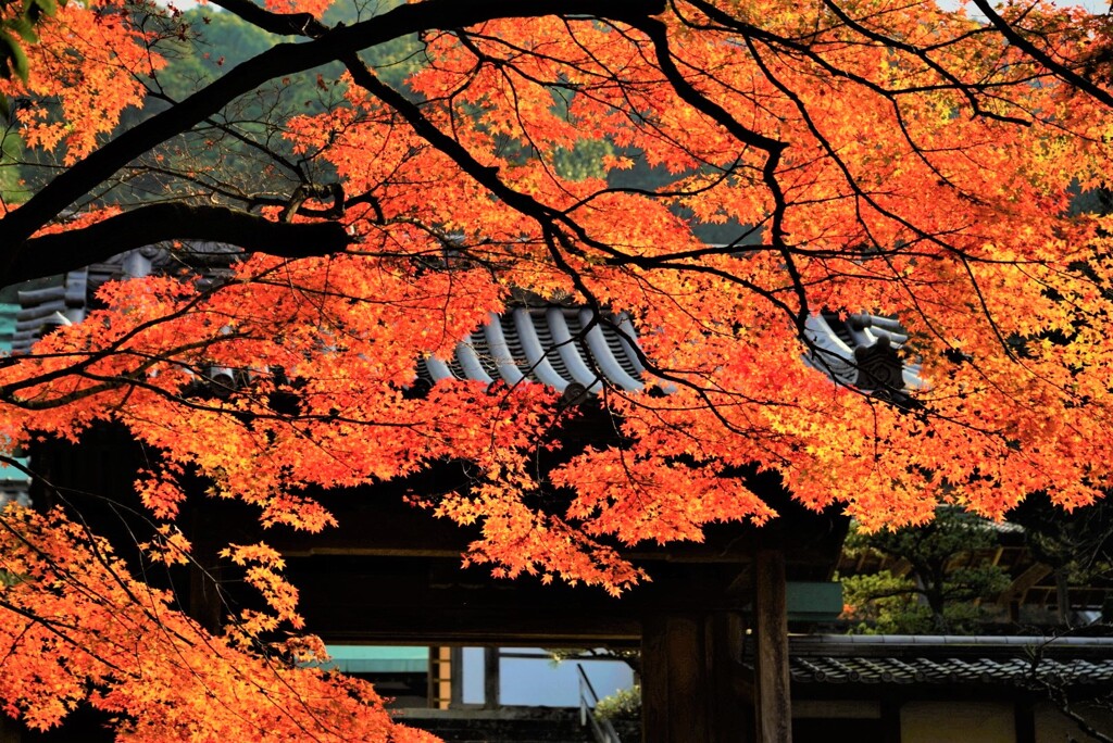 瑞応寺山門