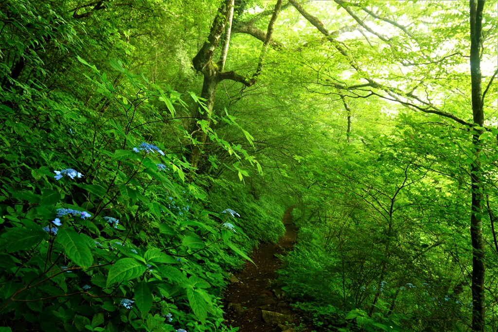 皿ケ峰登山道