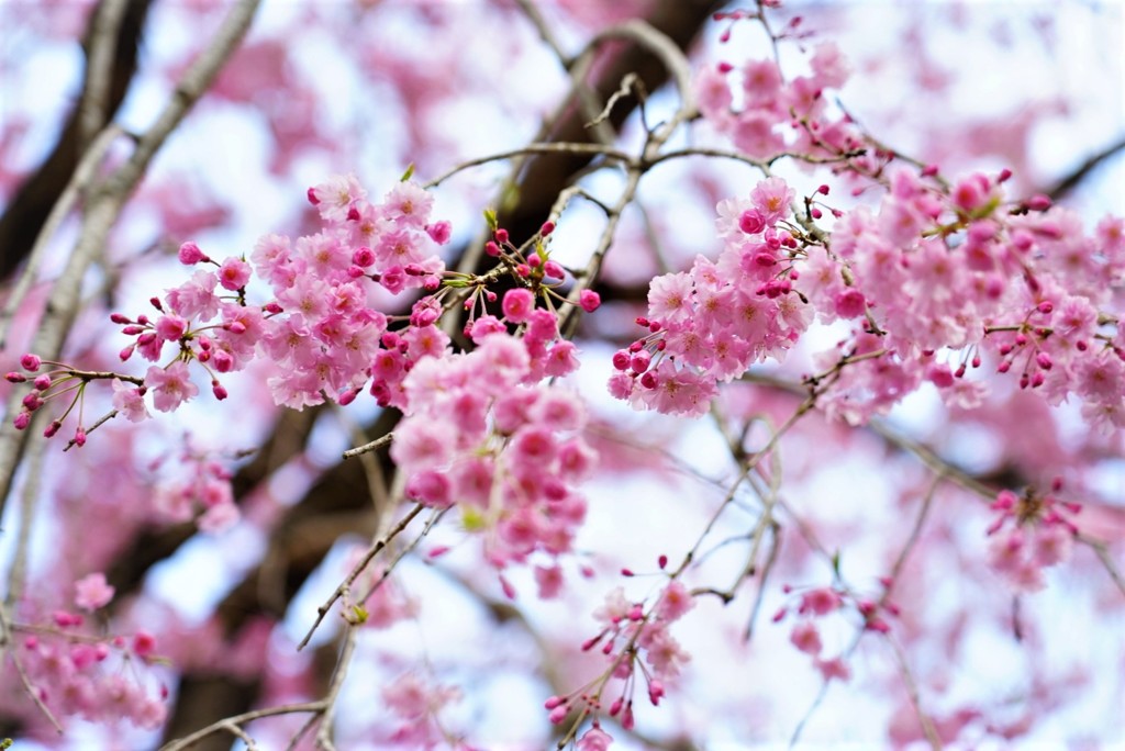 桜