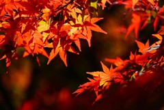 通谷池の紅葉