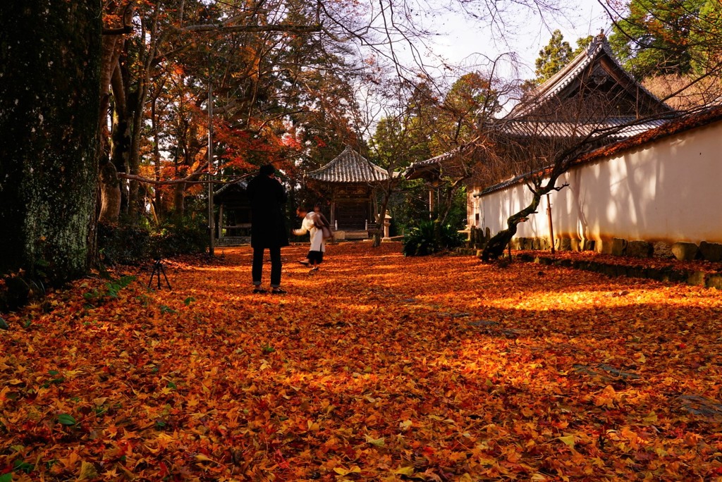 如法寺境内の落葉