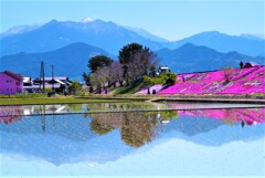 石鎚と芝桜