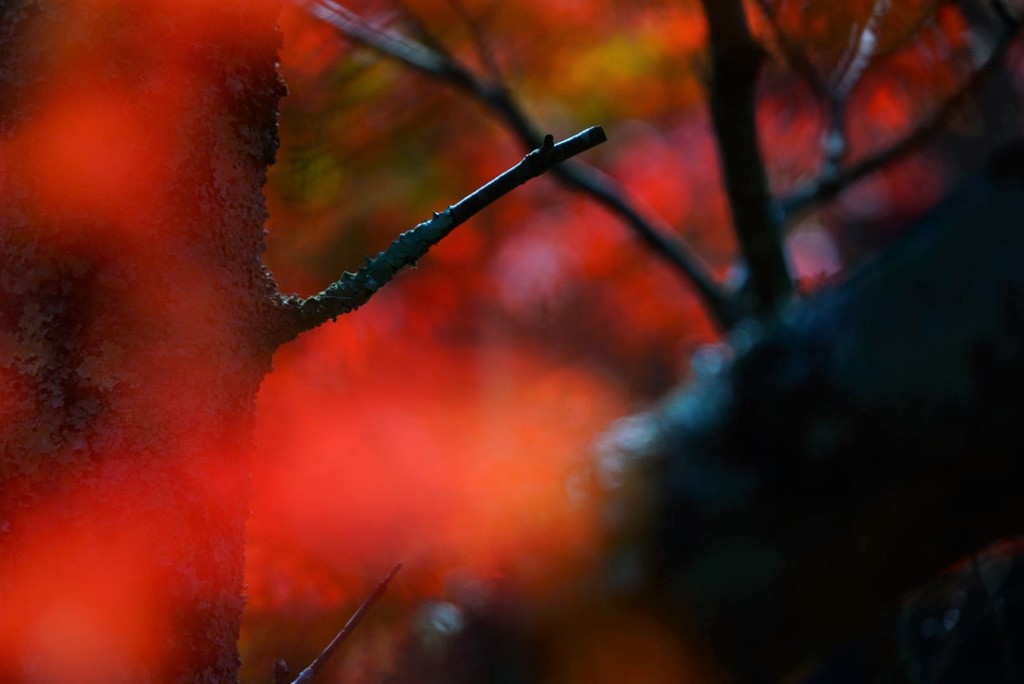 通谷池紅葉3