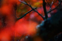 通谷池紅葉3