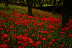 窪野彼岸花30％開花