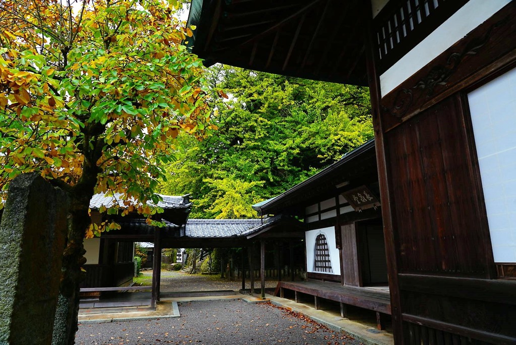 新居浜瑞応寺イチョウ