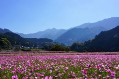 東温市コスモス畑