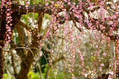南楽園の枝垂れ桜