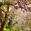 南楽園の枝垂れ桜