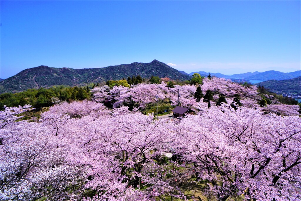 開山