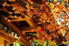 まだ頑張っている紅葉