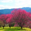 梅が咲きました