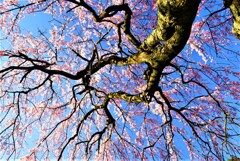古田の枝垂れ桜