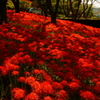 窪野彼岸花満開1