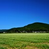 宇和盆地の蕎麦