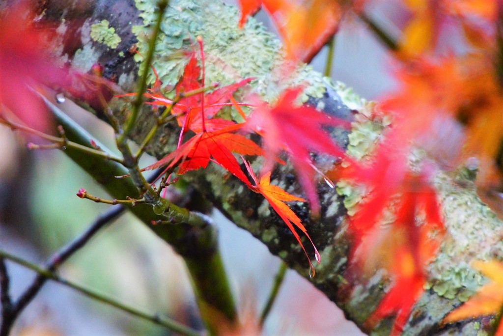 頑張ってる紅葉