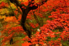 西山興隆寺境内