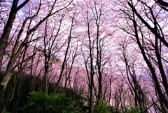 桜の園3