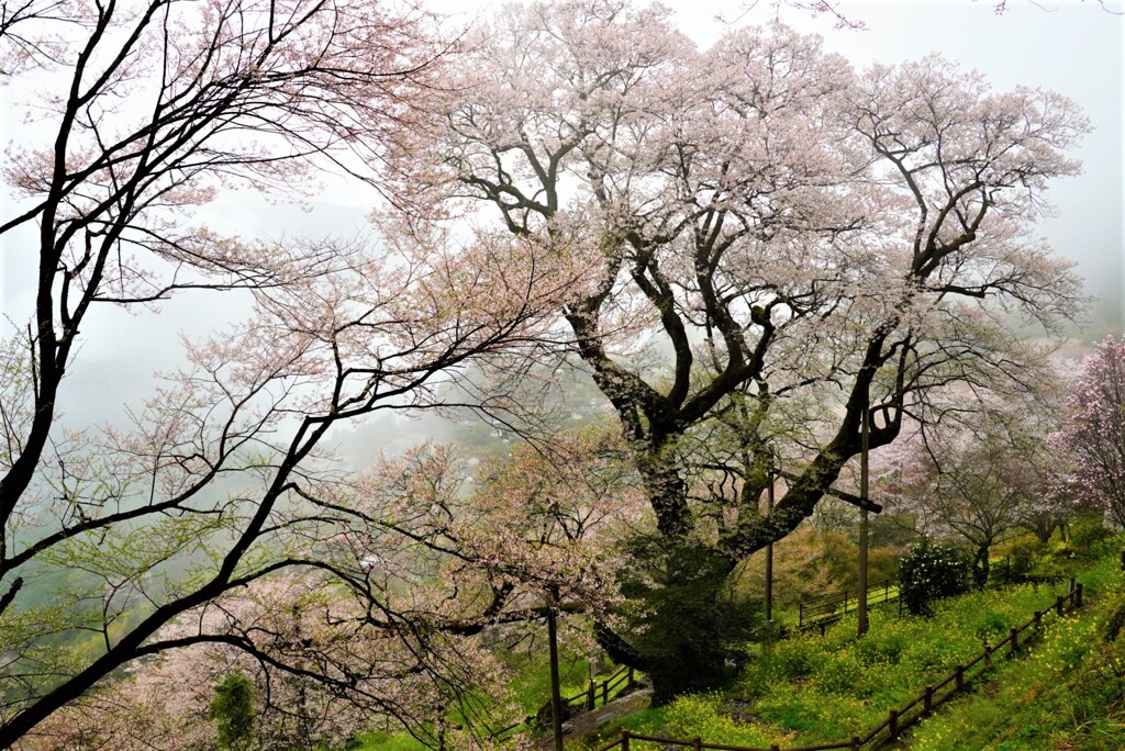 ひょうたん桜