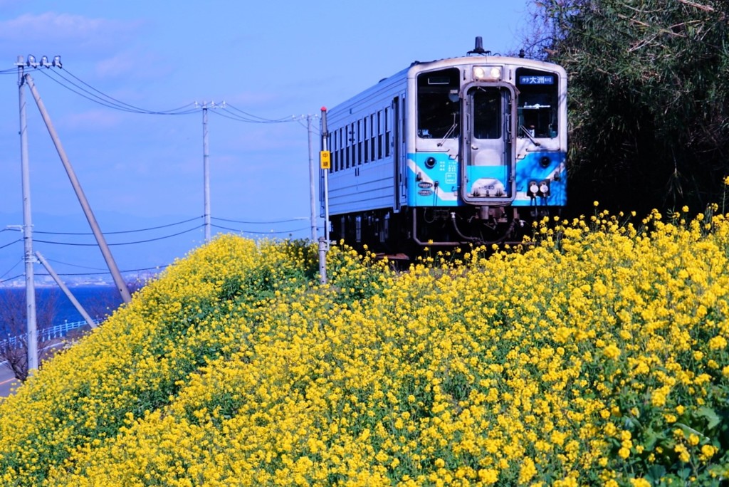 双海の菜の花満開