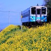 双海の菜の花満開
