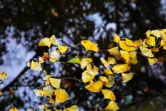 瑞応寺の大イチョウ